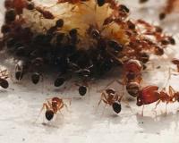 ପିମ୍ପୁଡି ପଠାନ୍ତି ସନ୍ଦେଶ